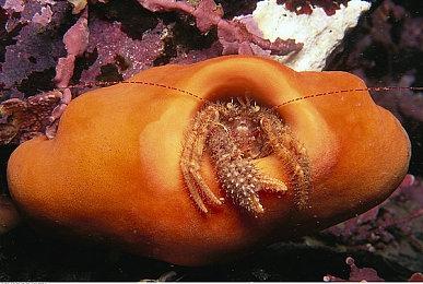 夏日游戏节：手游《最终幻想7：永恒危机》开启封测预约